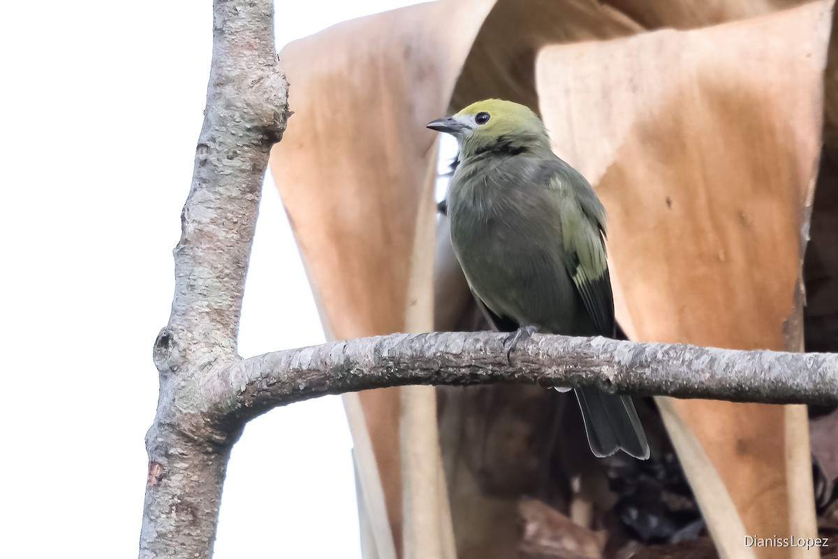 Palm Tanager - ML621163888