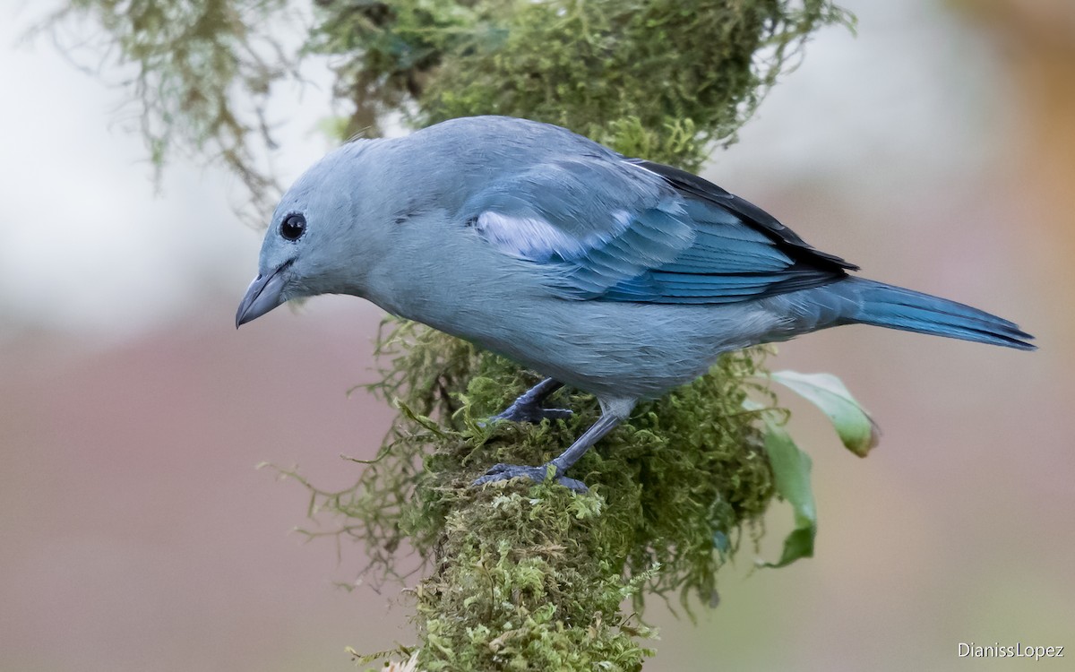 Blue-gray Tanager - ML621163891