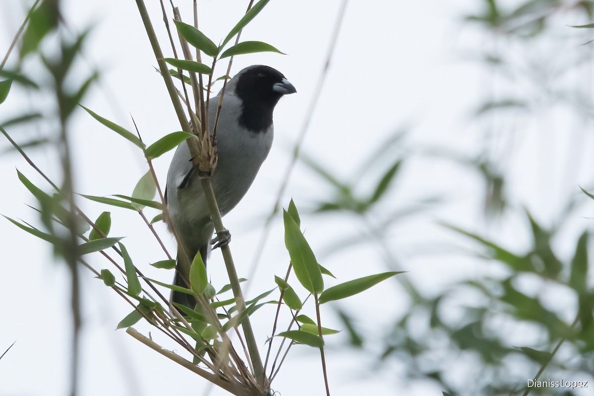 Black-faced Tanager - ML621163896