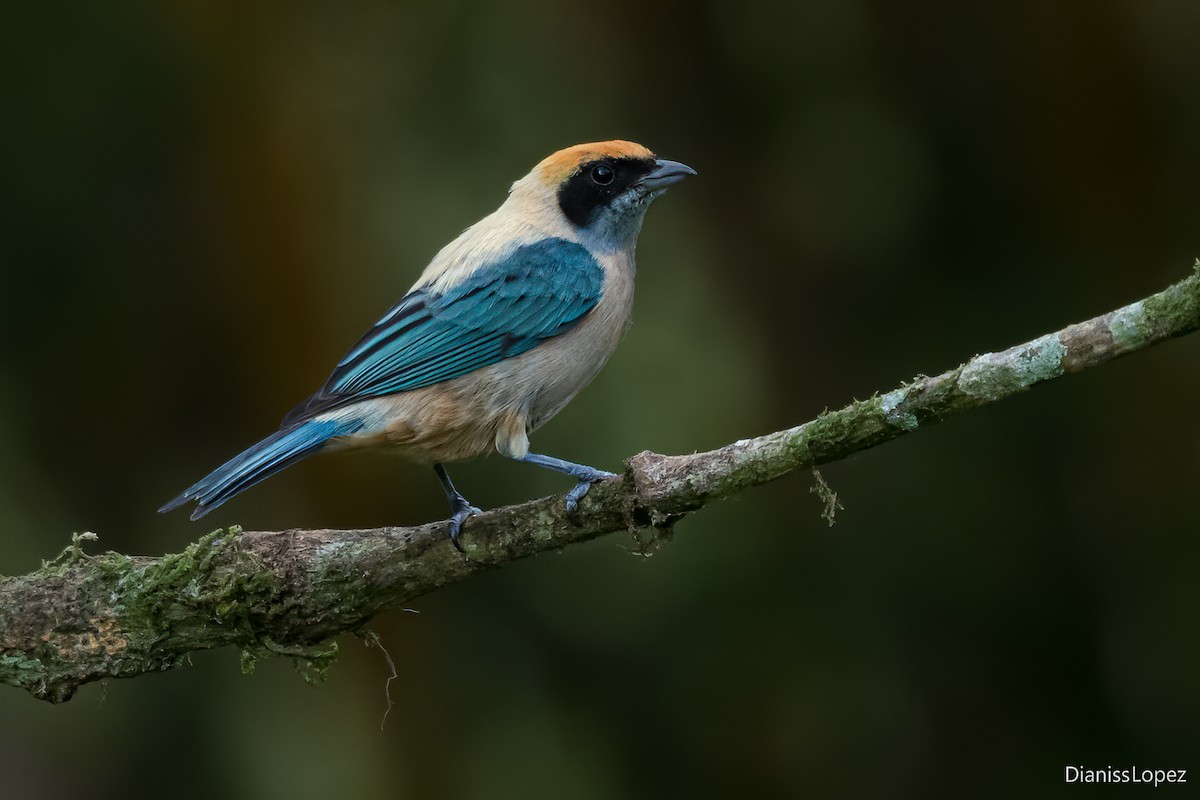 Burnished-buff Tanager - ML621163901