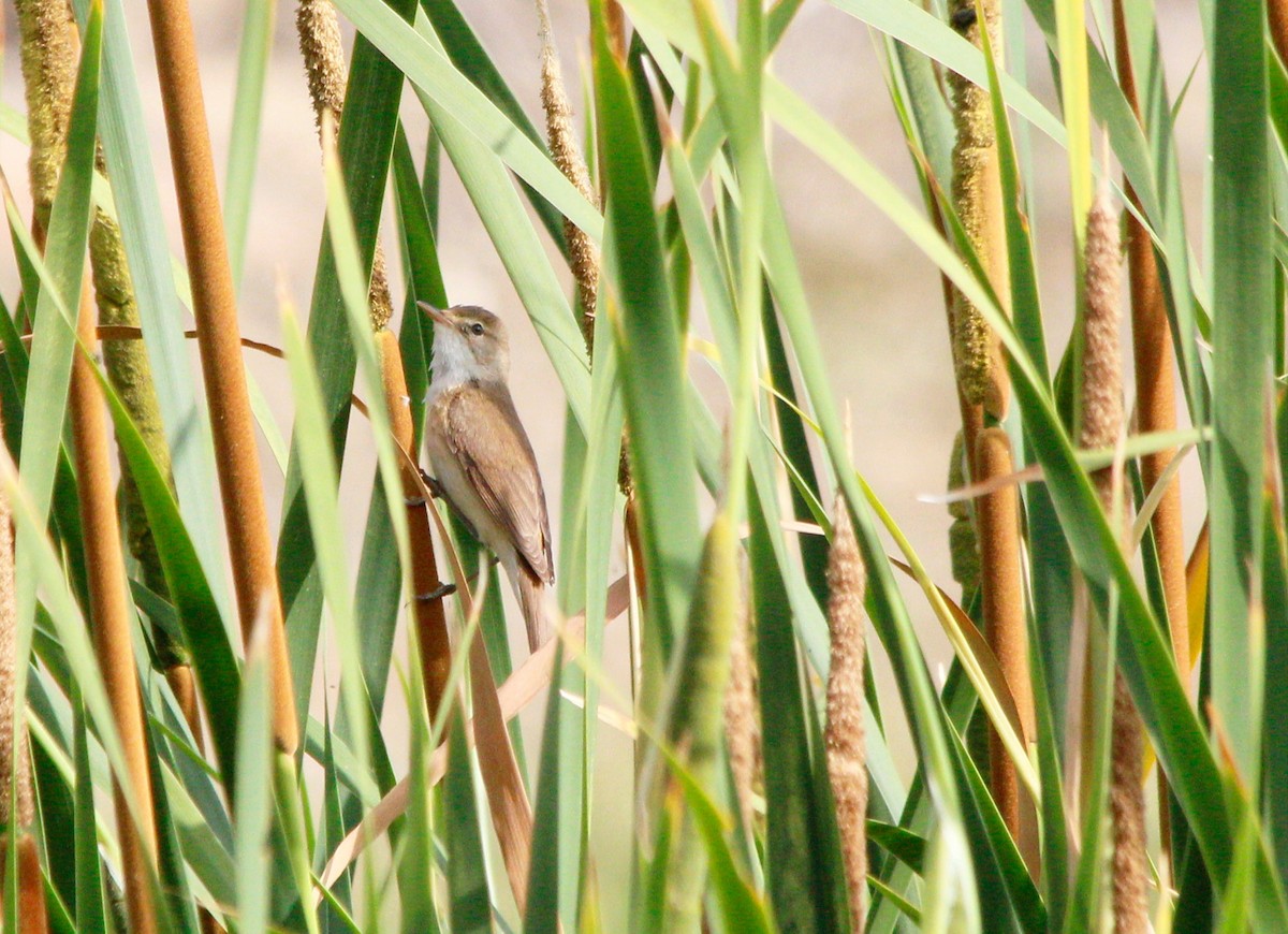 Common Reed Warbler - ML621163905