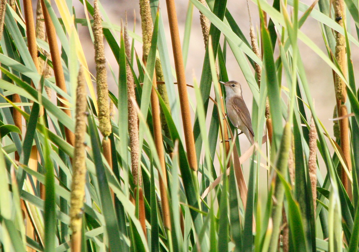 Common Reed Warbler - ML621163906