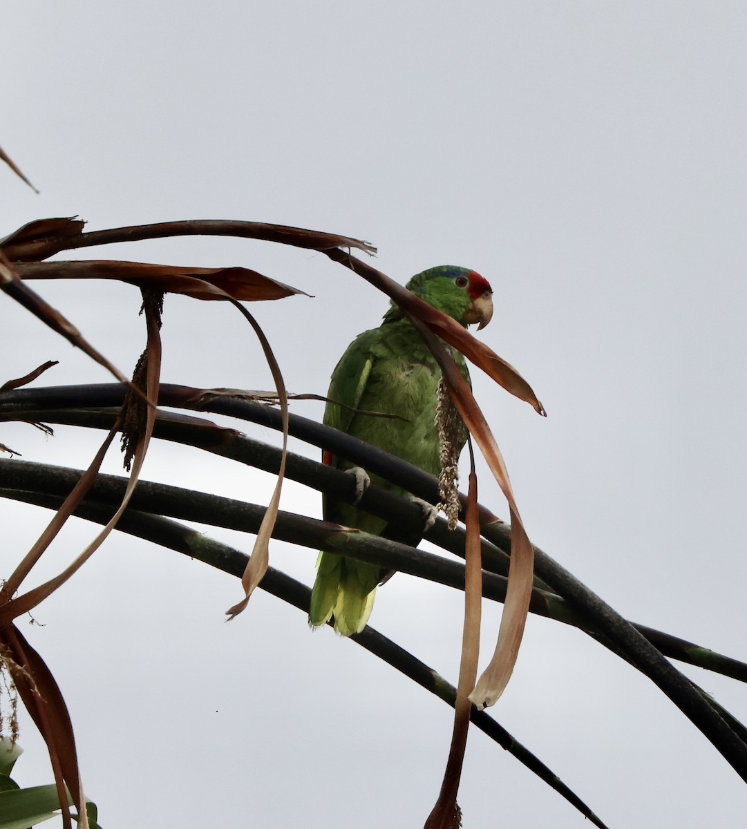 Red-crowned Parrot - ML621163919