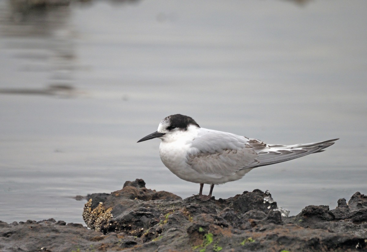 White-fronted Tern - ML621163951