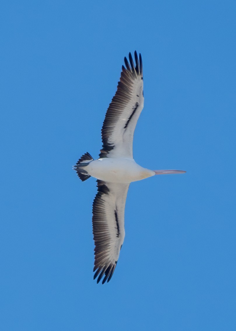 pelikán australský - ML621164023