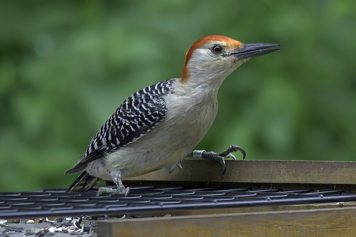 Red-bellied Woodpecker - ML621164053