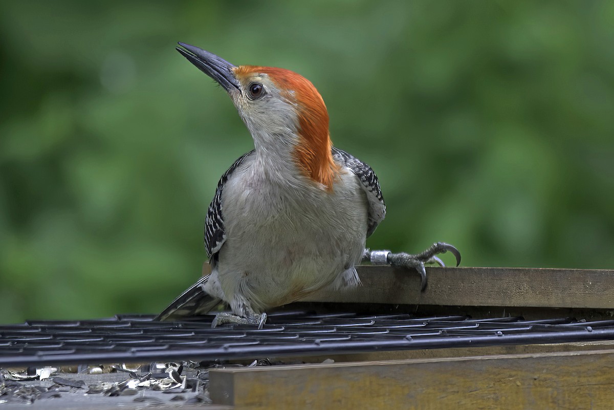 Red-bellied Woodpecker - ML621164054