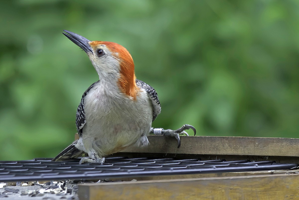 Red-bellied Woodpecker - ML621164055