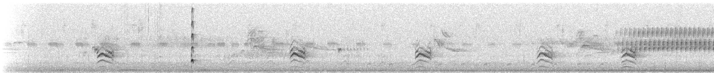 Weißbrustkleiber (aculeata/alexandrae) - ML621164111