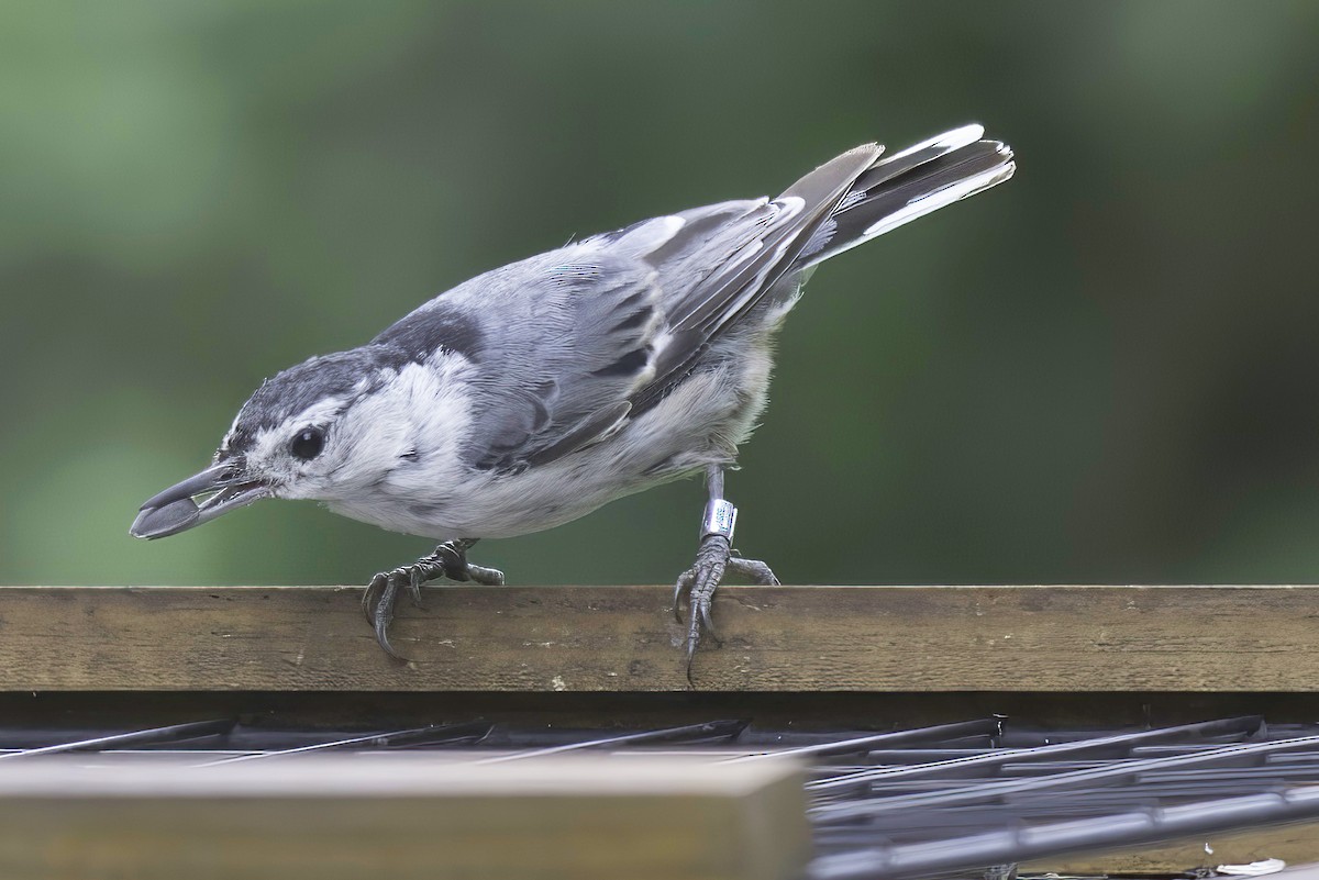 White-breasted Nuthatch - ML621164128