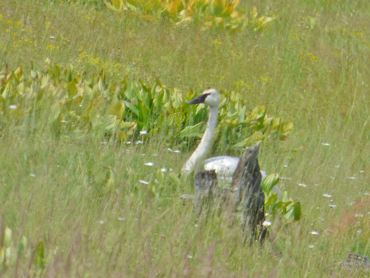 Trumpeter Swan - ML62116421