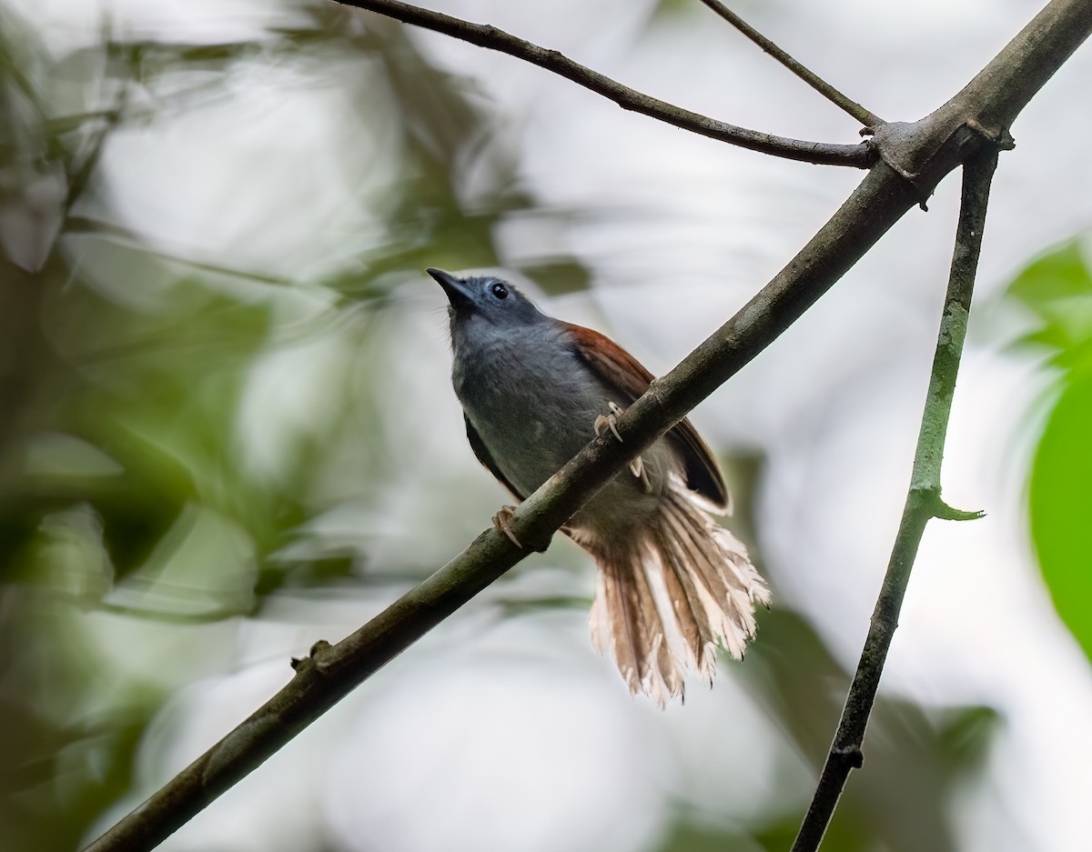 Chestnut-winged Babbler - Chien N Lee