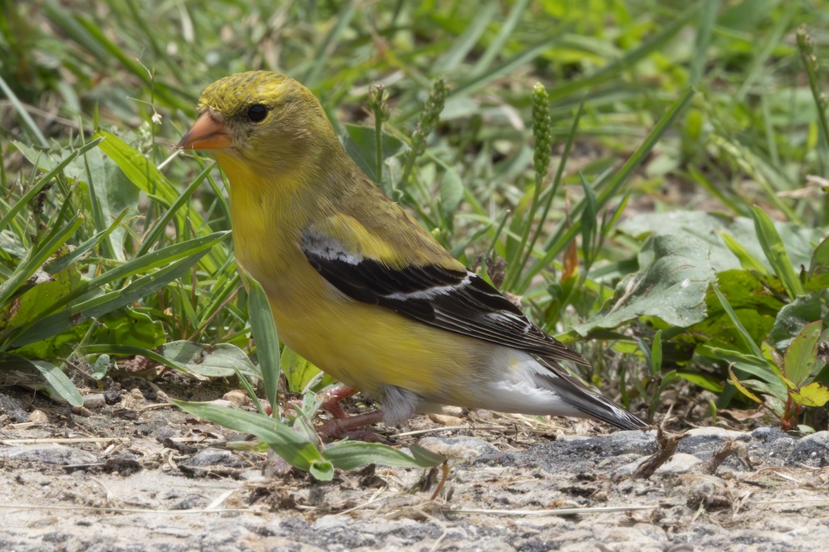 Chardonneret jaune - ML621164311