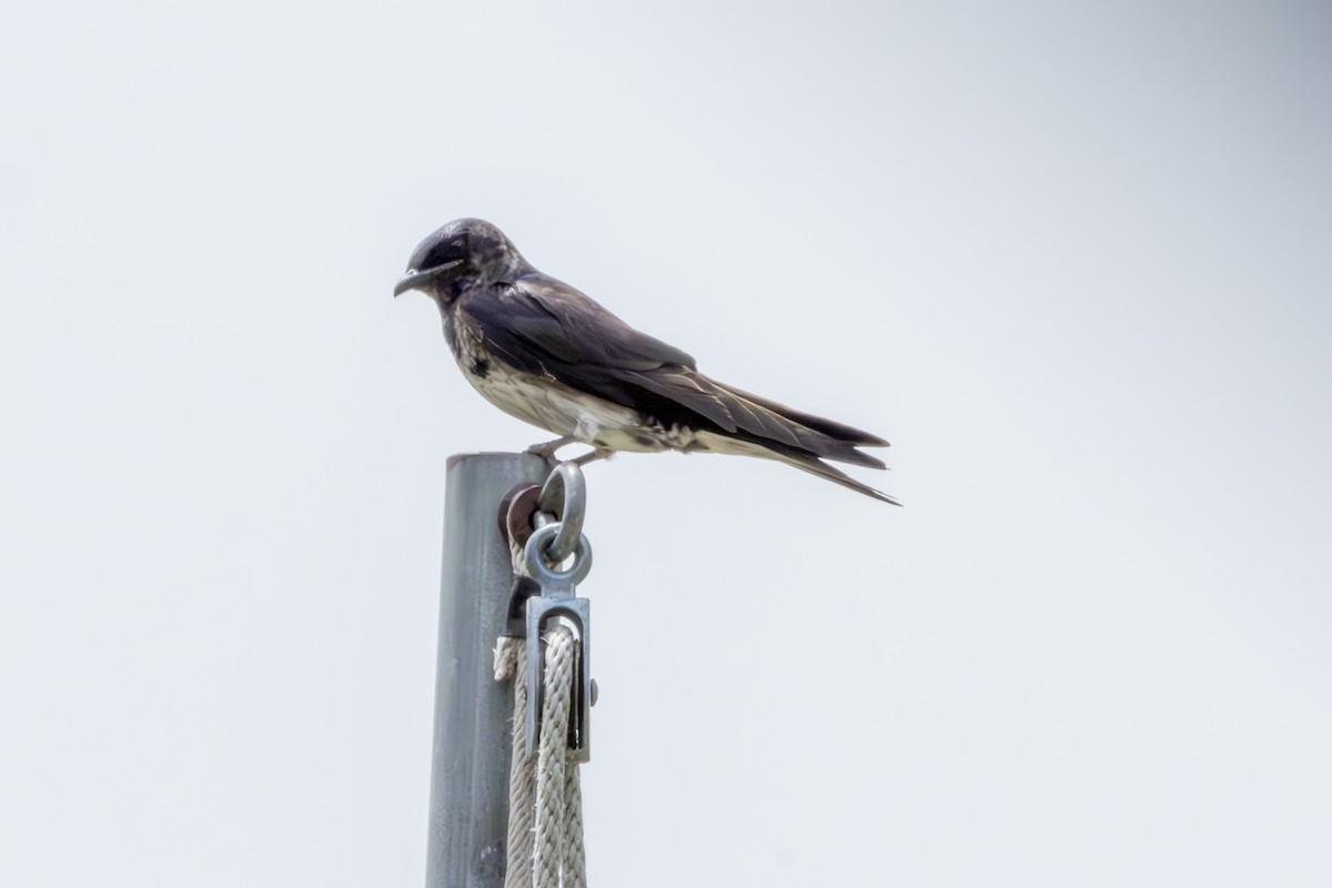 Purple Martin - Rosie Lynn