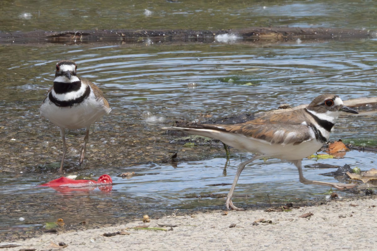 Killdeer - ML621164318