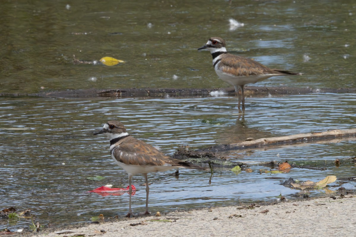 Killdeer - ML621164319