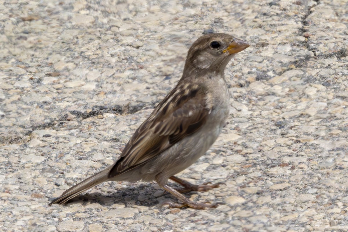 House Sparrow - ML621164333