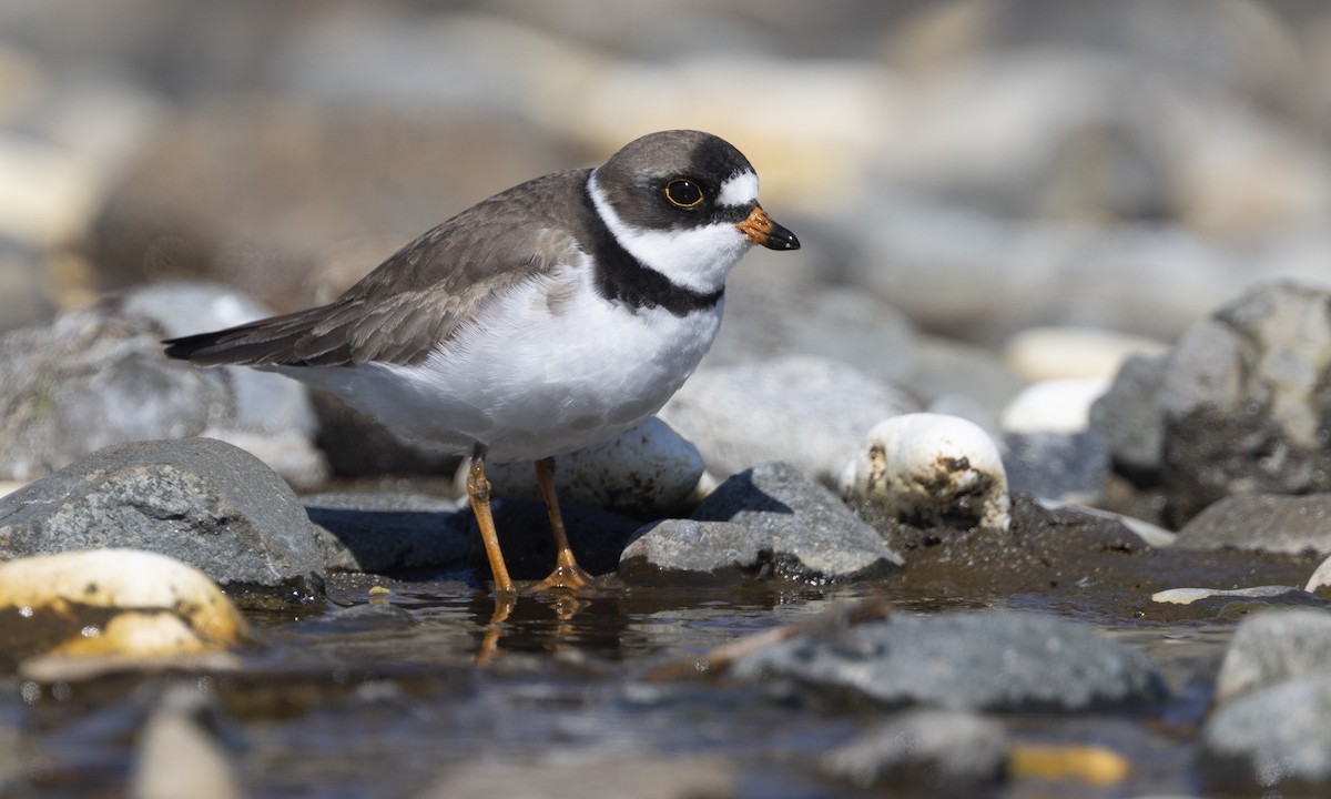 Semipalmated Plover - ML621164334