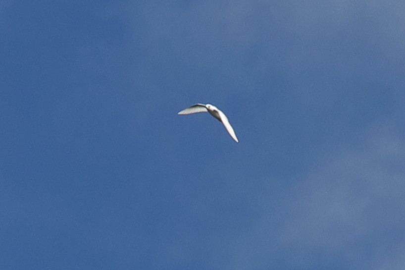White Tern - ML621164343