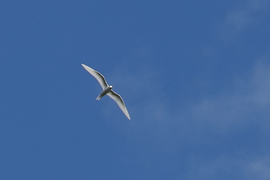 White Tern - ML621164344
