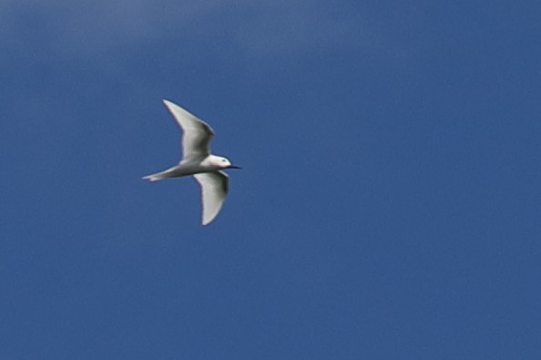 White Tern - ML621164345