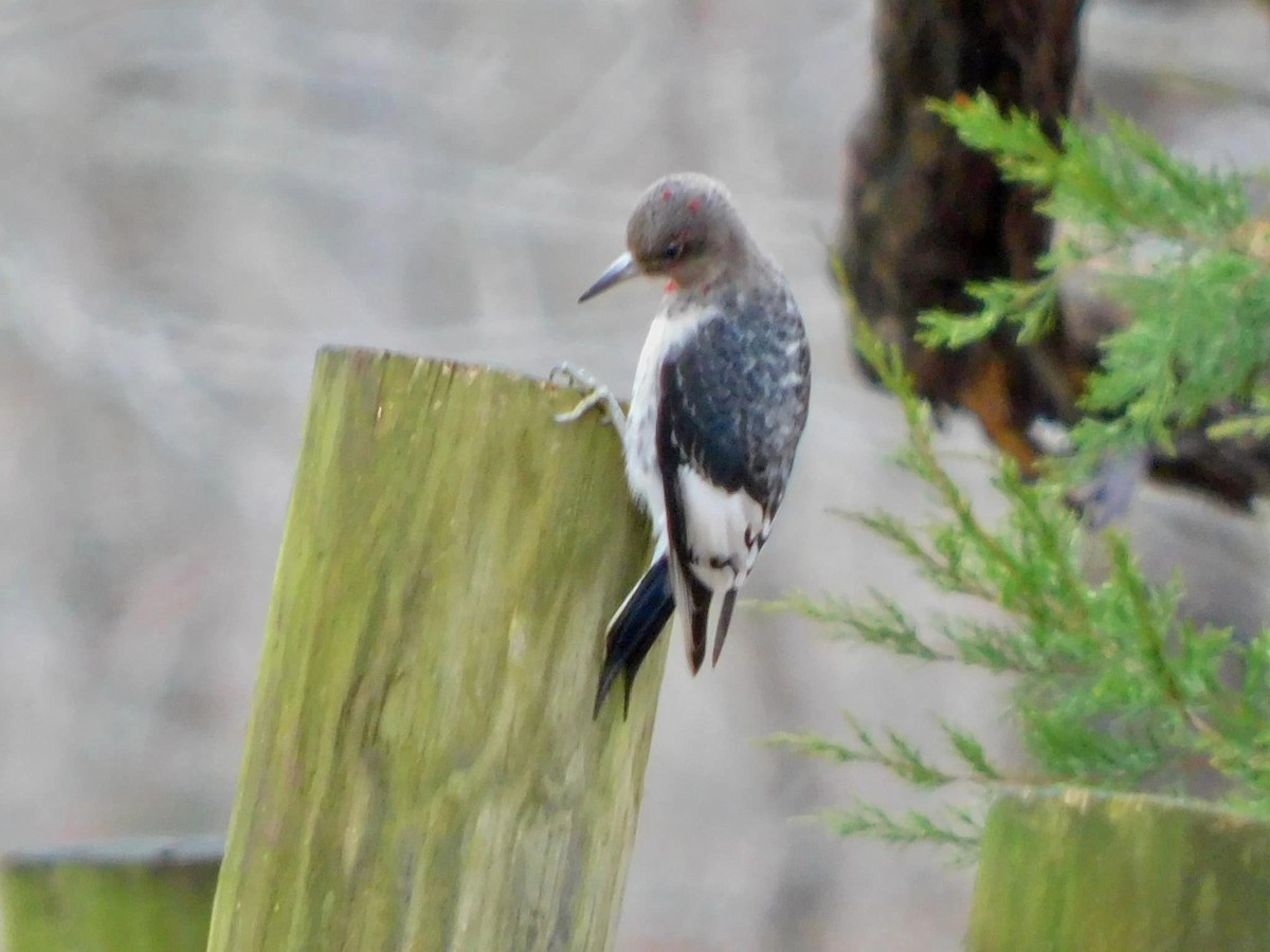 Red-headed Woodpecker - ML621164392