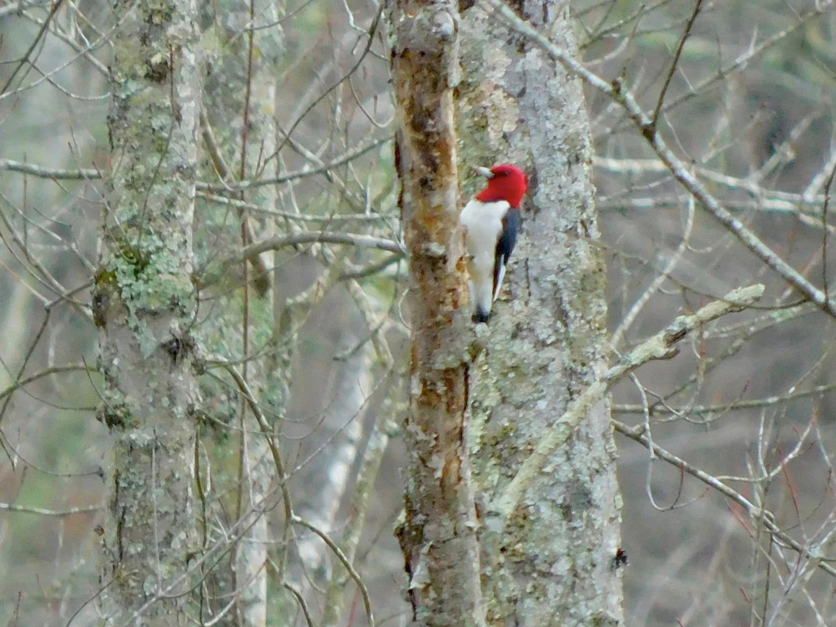 Red-headed Woodpecker - ML621164394