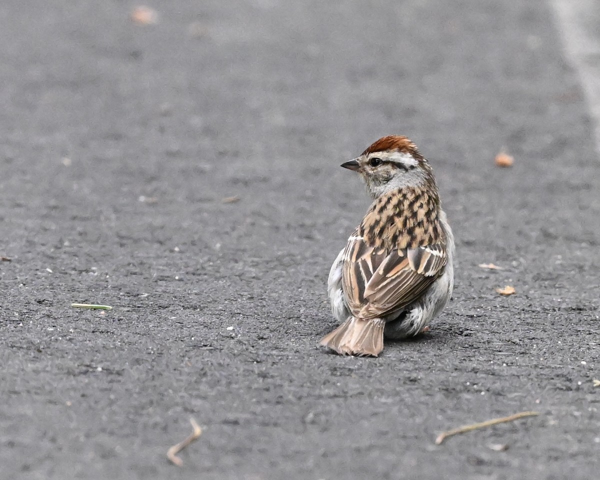Chipping Sparrow - ML621164396