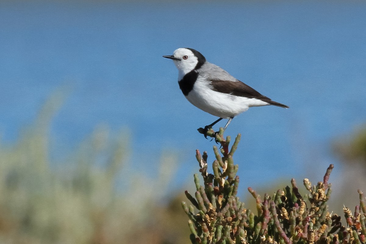 White-fronted Chat - ML621164399