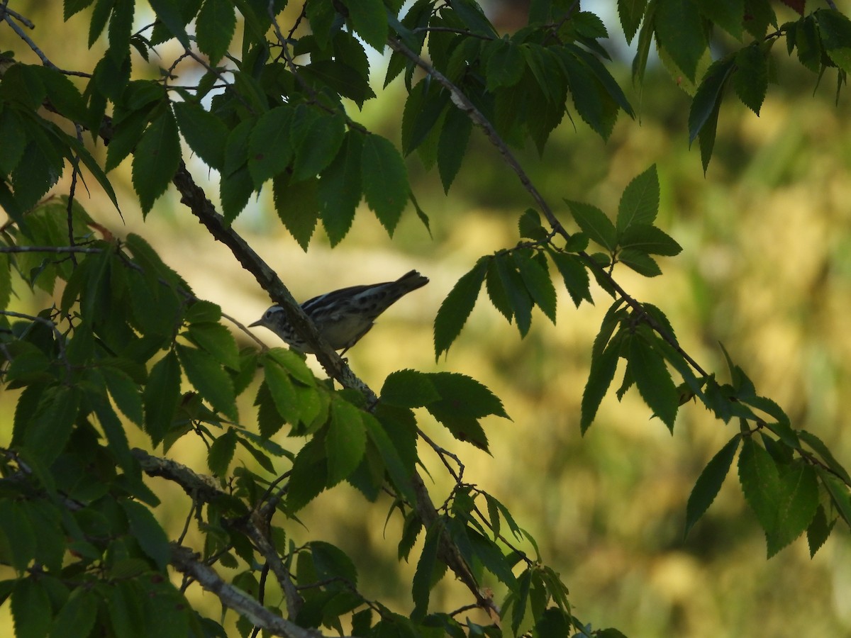 Black-and-white Warbler - ML621164417