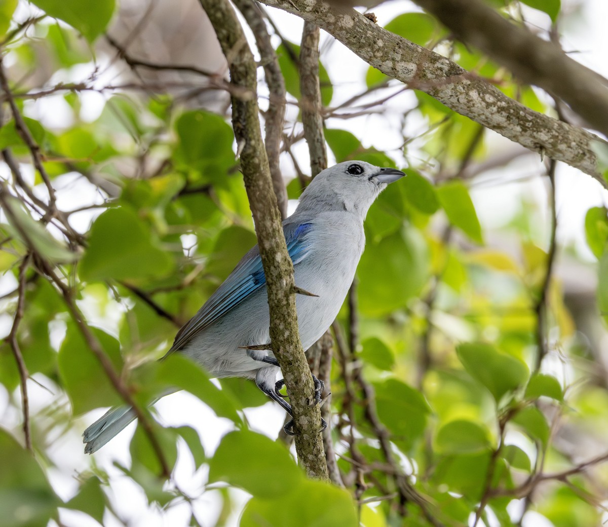 Blue-gray Tanager - ML621164443