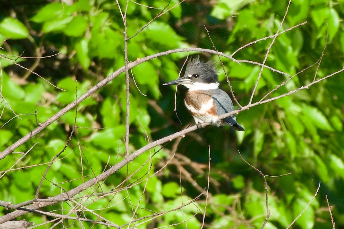 Belted Kingfisher - ML621164452