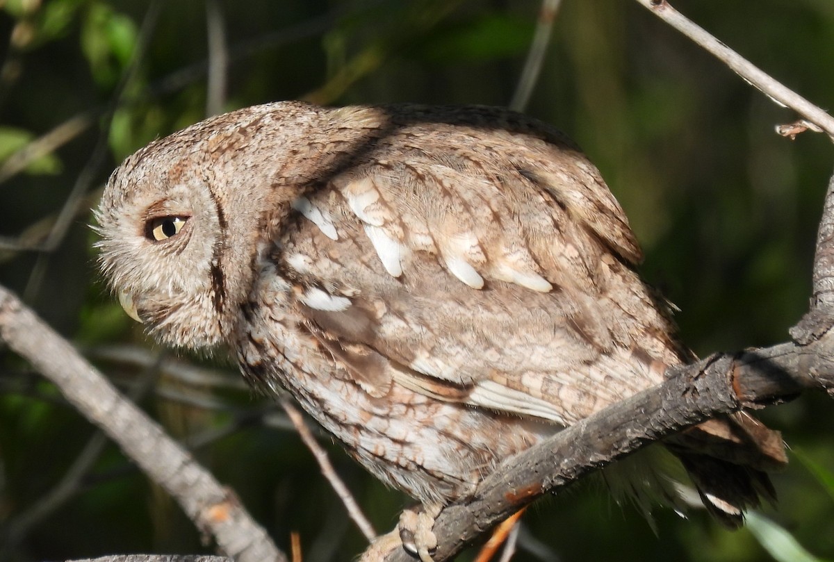 Eastern Screech-Owl - ML621164472