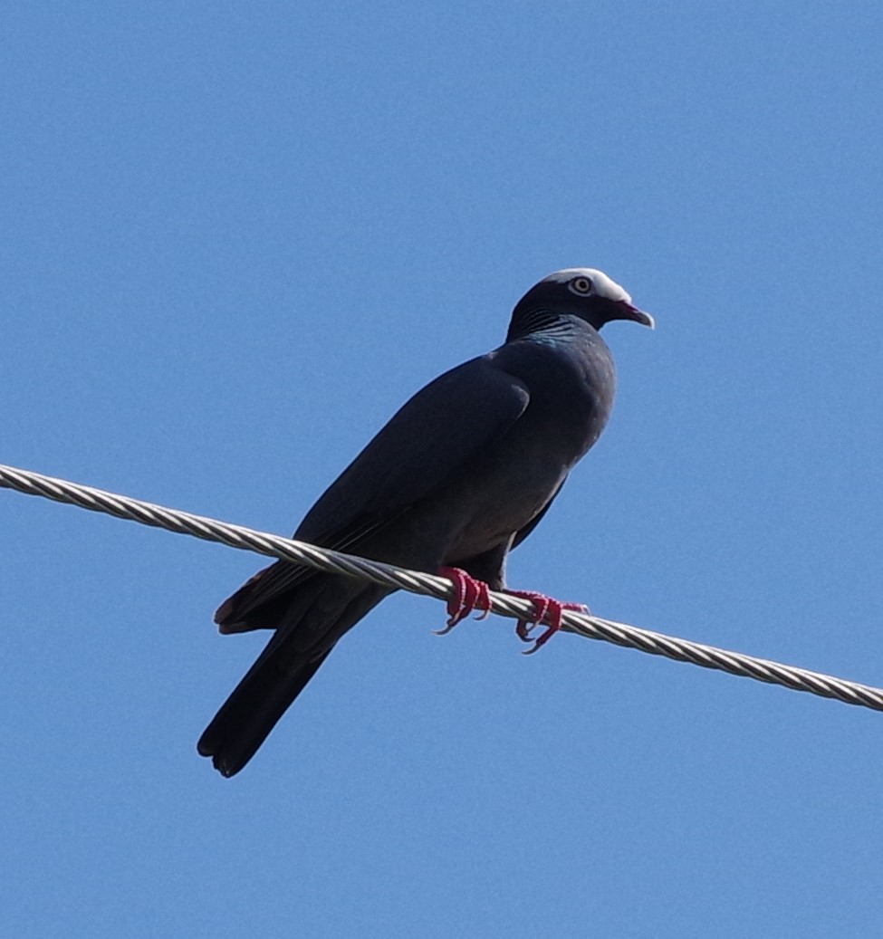 Pigeon à couronne blanche - ML621164475