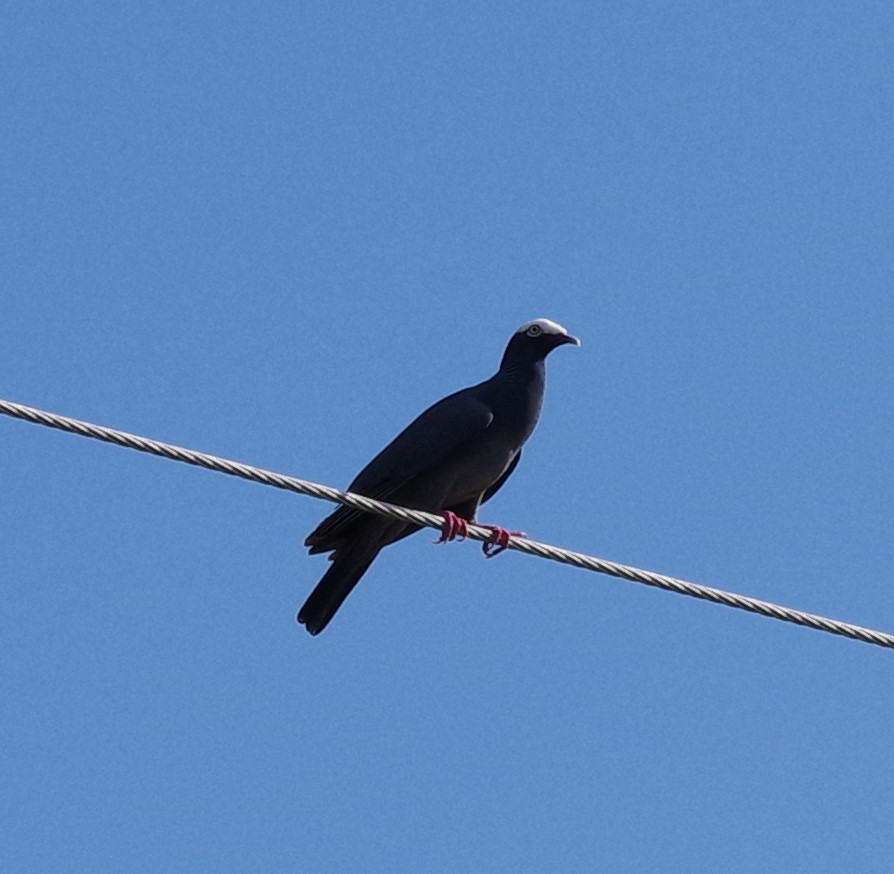 Pigeon à couronne blanche - ML621164476