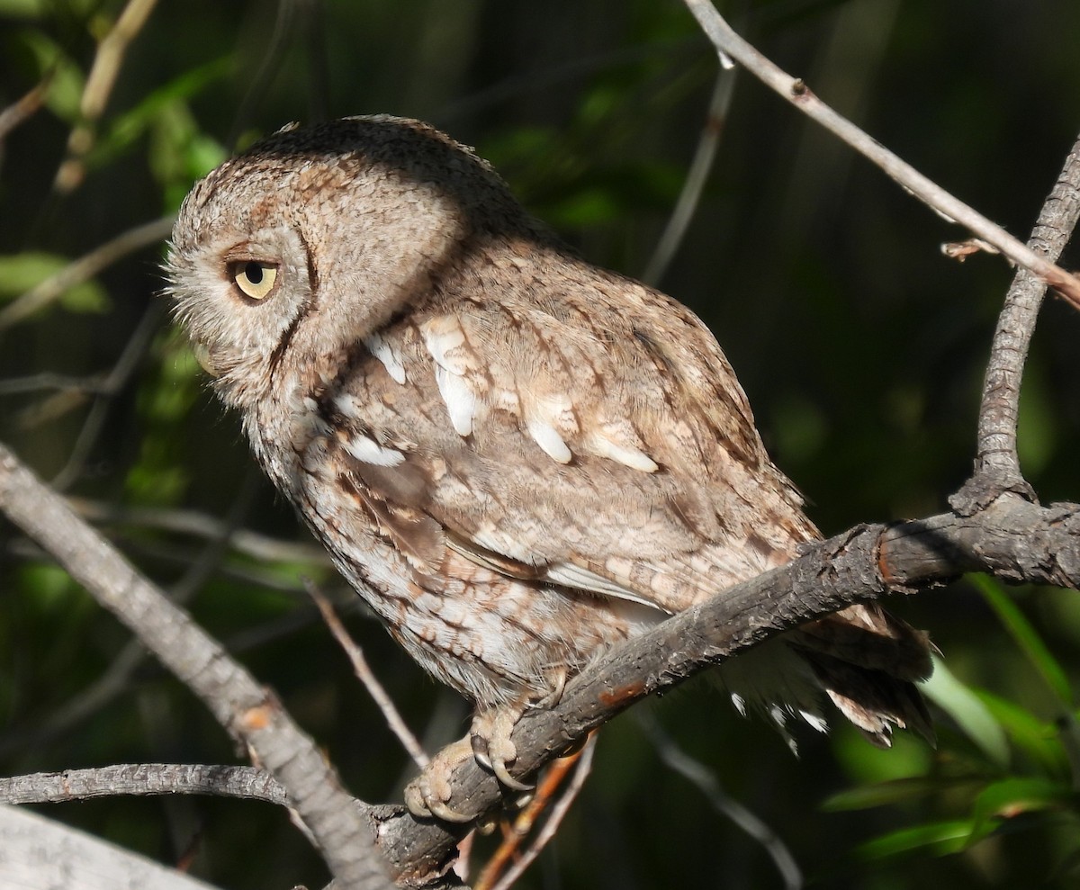 Eastern Screech-Owl - ML621164477