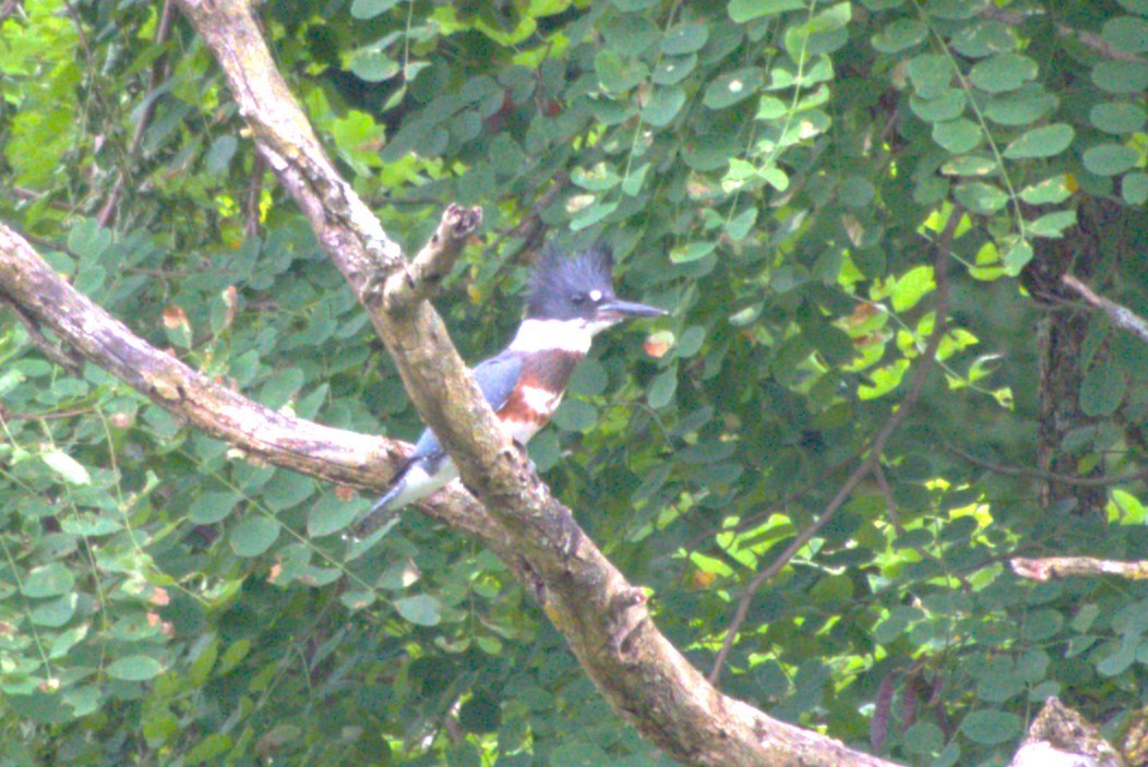 Belted Kingfisher - ML621164479