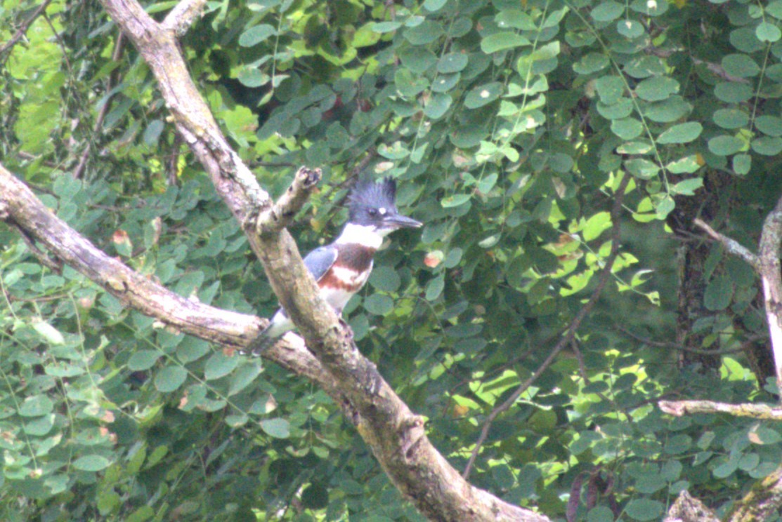Belted Kingfisher - ML621164480