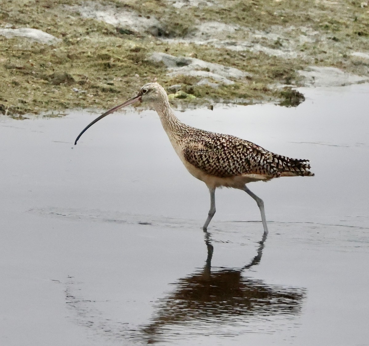 Long-billed Curlew - ML621164531