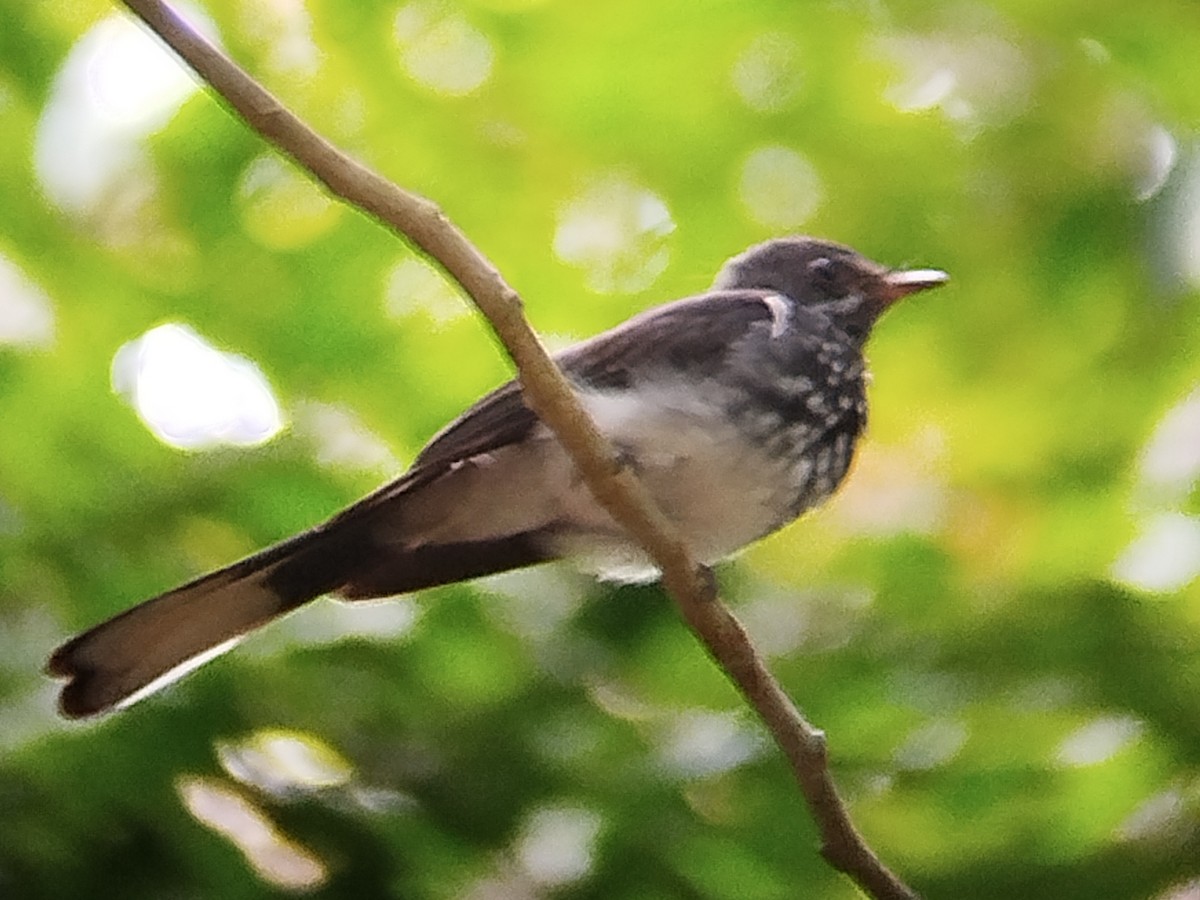 Spotted Fantail - ML621164534