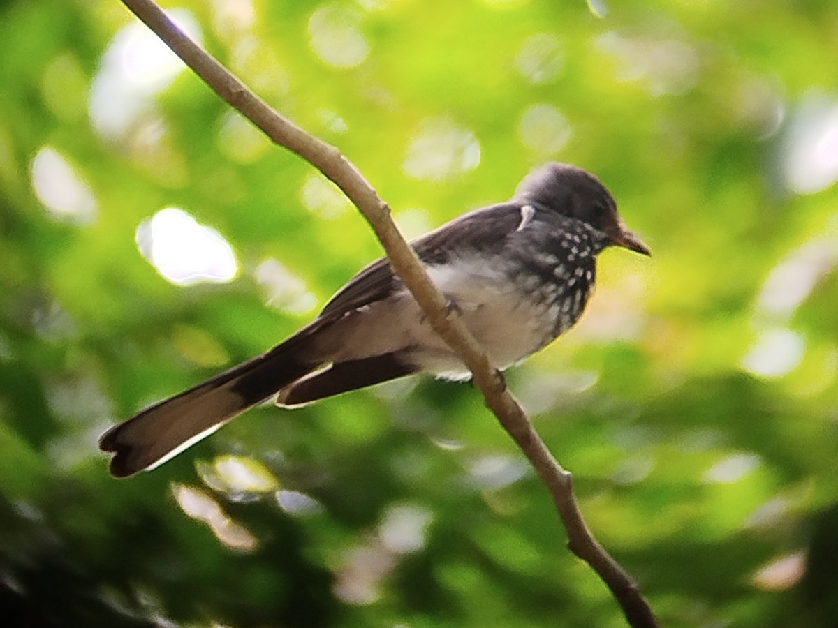 Spotted Fantail - ML621164535