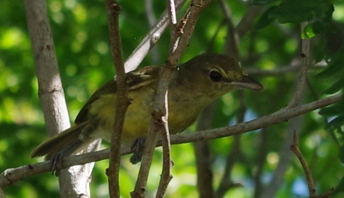 Thick-billed Vireo - ML621164576