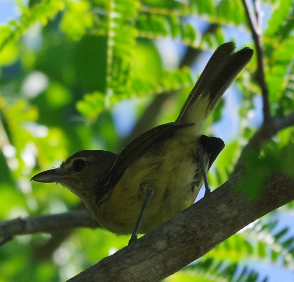 Thick-billed Vireo - ML621164577