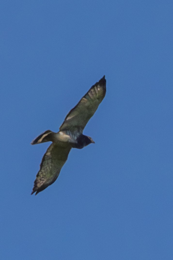Broad-winged Hawk - ML621164608