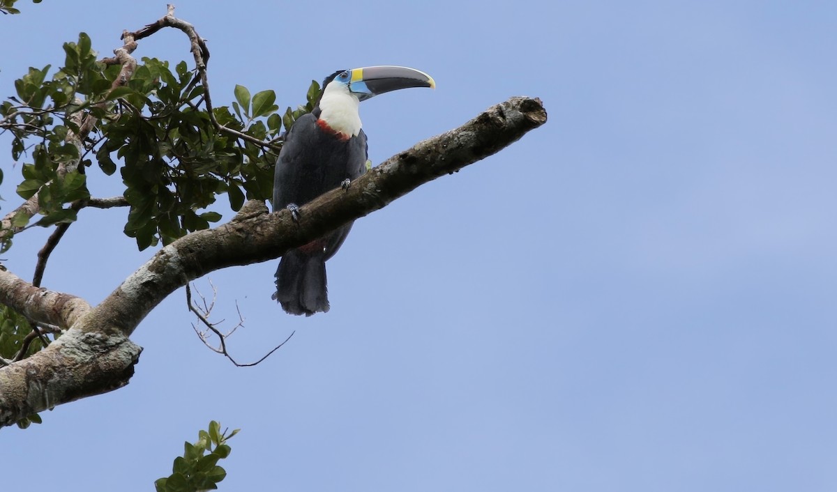 White-throated Toucan (Cuvier's) - ML621164638