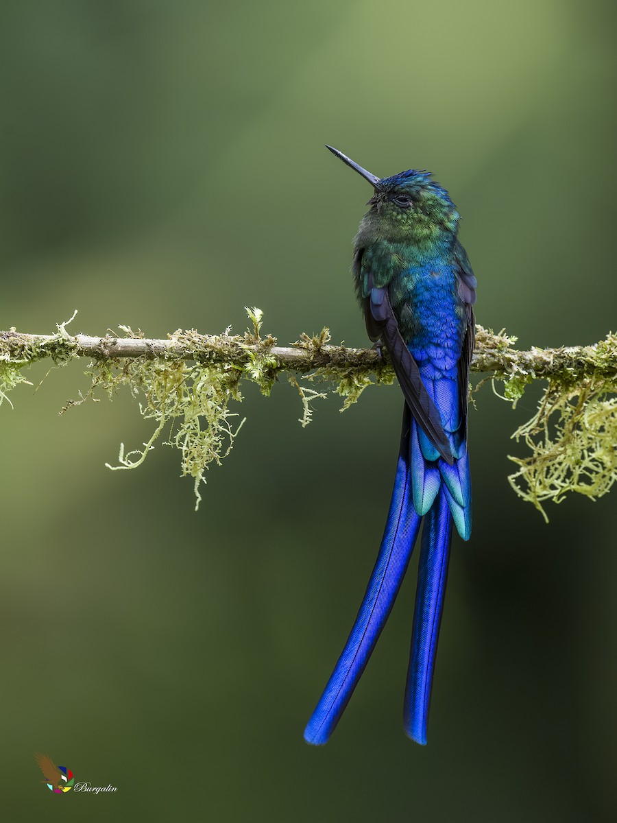 Violet-tailed Sylph - ML621164645