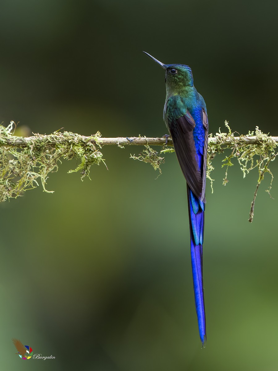 Violet-tailed Sylph - ML621164646