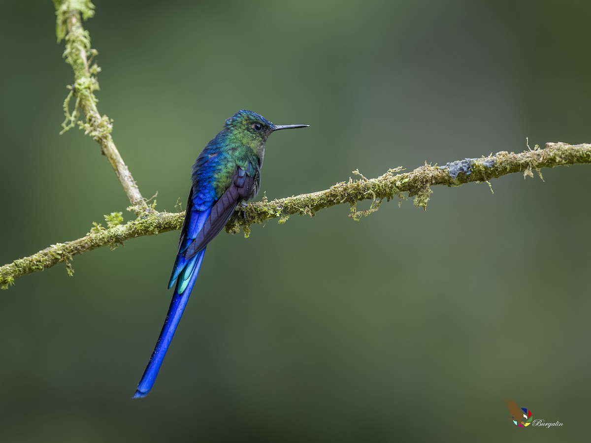 Violet-tailed Sylph - ML621164649