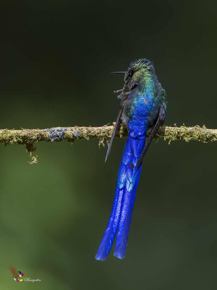 Violet-tailed Sylph - ML621164650
