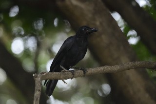 Large-billed Crow - ML621164693